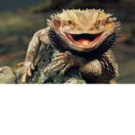 The Reptile Fan Club