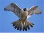 Sparkling Douglas Peregrine Falcons