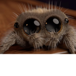 My SPIDER Children