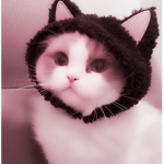 ~ cat crew ~