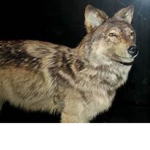 a fight for wolves