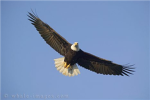 The Eagles