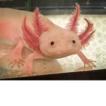 The Axolotl millitary