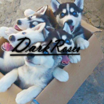DarkRoses✝️