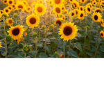 !!sunflower army!!<3