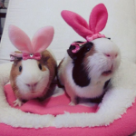 pippo ୨ৎ