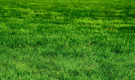 Grass Simulator