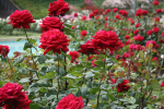The Roseee Garden