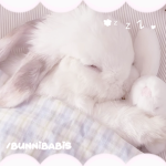 bunnibabis