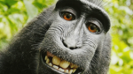 Monke Central.