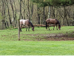 HorsesRule
