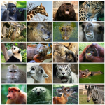The Awesome Animal Club!