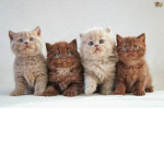 KITTY TEAM!!🐱🐱