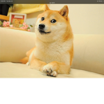 The doges United!