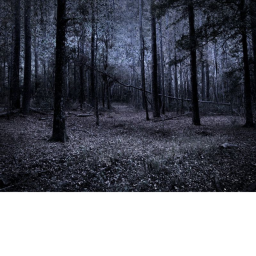 Run in the woods
