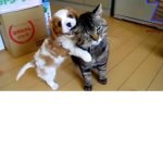 cats and dogs (happiness)