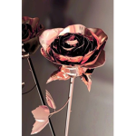 *-Fallen Roses-*