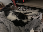 Dog house tycoon