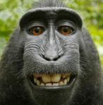 Monke Productionz