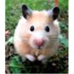 Cute h