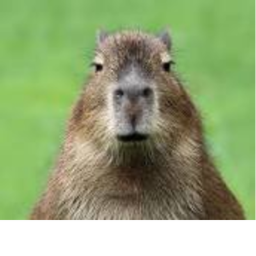 [UPDATE] The Killer Capybara