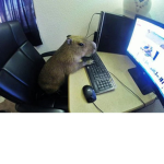 The Capybara Club