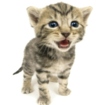 THICK SHREK KITTEN