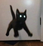 ~*Questionable Purrs*~