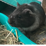 Guinea pig advice