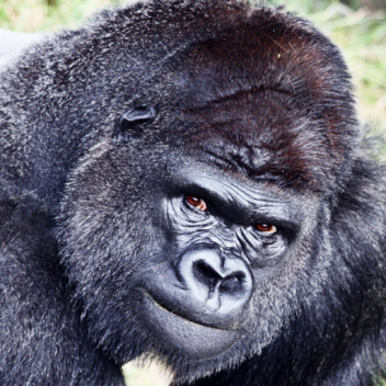 be a gorilla and eat bananas lol