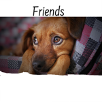 Best puppy group ever
