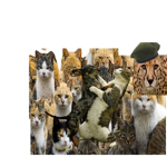 Cat Gang Mhm