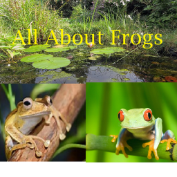 All About Frogs!