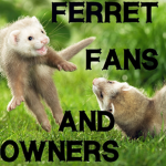 Ferret Fans & Owners