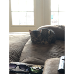 NeF Funny cat