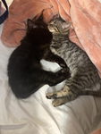 I love love, love love love cats because they’re r