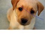 I don't know what to say dog eat we some now
