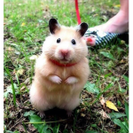 Hamsters Hamsters Hamsters Rule