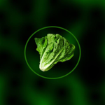 Fungus Lettuce Cult.inc