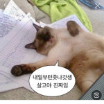 YOU cat*