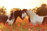 !* Gallopers Keep *