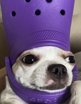 Roblox faan