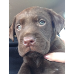Fluffy puppy@cutie!