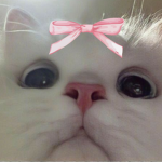 • Kawaii Kittens •