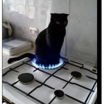 Perky the cat