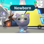 CatsAreFun