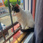 ola -_-