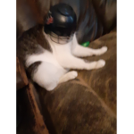 The mrskitty group