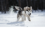The BEST HUSKYSSS grou_p