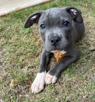 Milo Pup Group